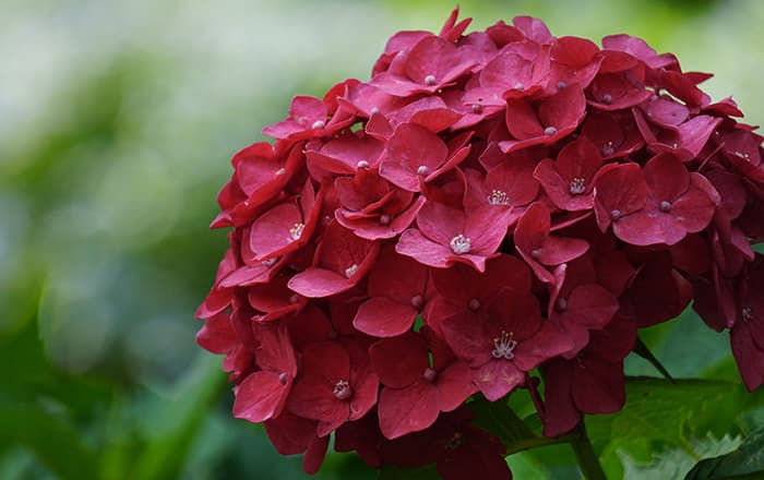 Hydrangea