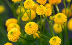 Ranunculus