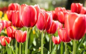 Tulipa