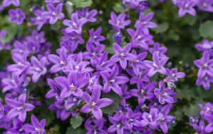 Campanula
