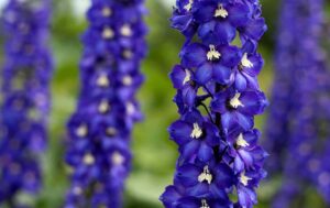 Delphinium