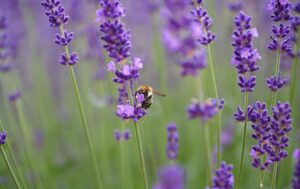 Lavandula