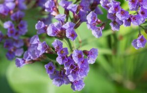Limonium