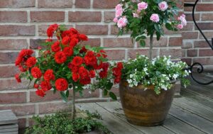 Rosensta