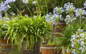 Agapanthus