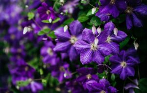 Clematis