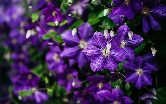 Clematis