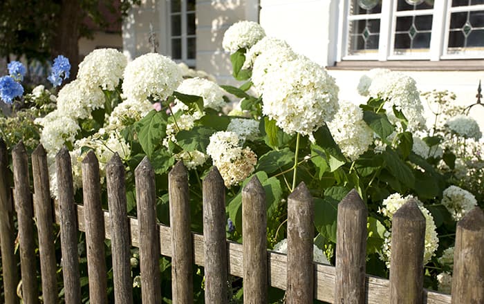 Hydrangea