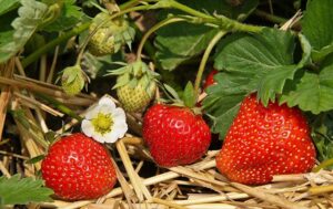 Erdbeere