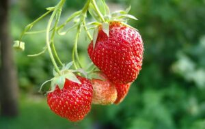 Erdbeere