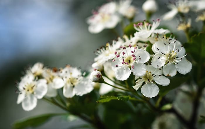 Crataegus