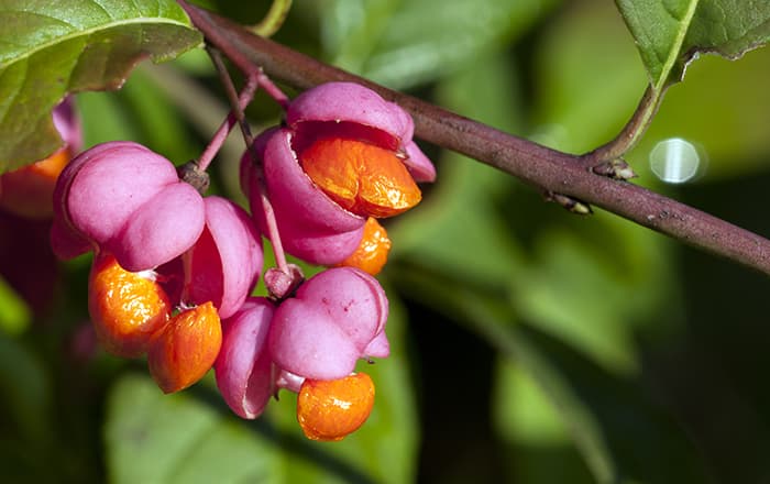 Euonymus-europaeus