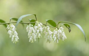 Leucothoe
