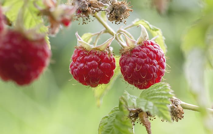 Rubus