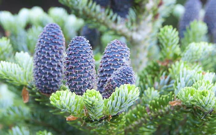 Abies-koreana