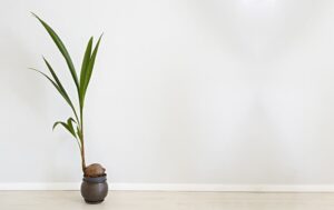 Cocos_nucifera