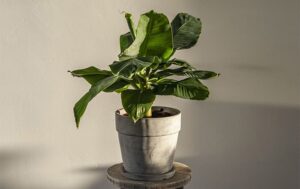 Musa