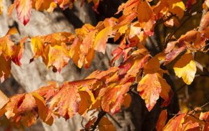 Parrotia-pesria