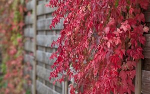 Parthenocissus