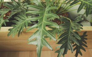 Philodendron_bipinnatifidum