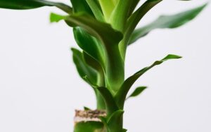 Dracaena