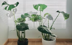 Monstera