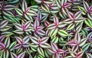 Tradescantia