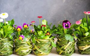 Bellis Viola