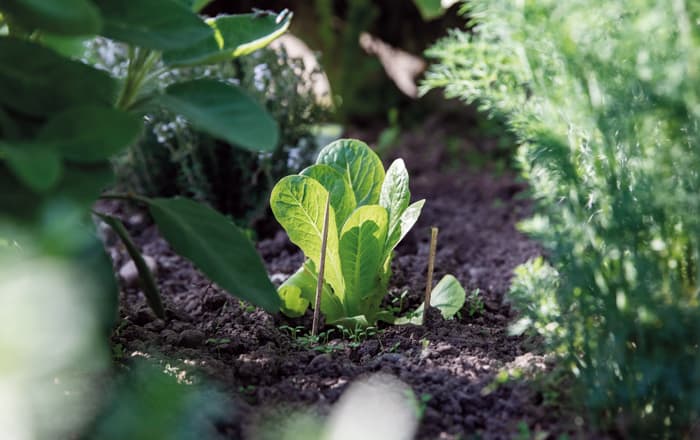 Lactuca