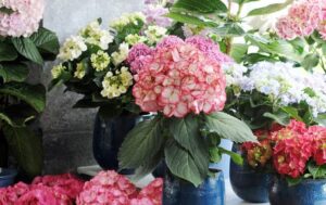 Hydrangea