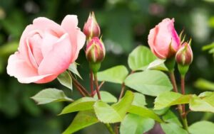 Rosa