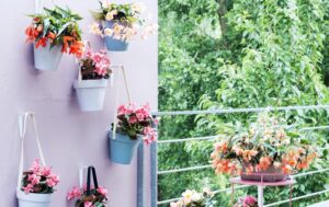 Begonia