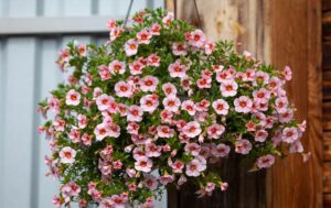 Calibrachoa