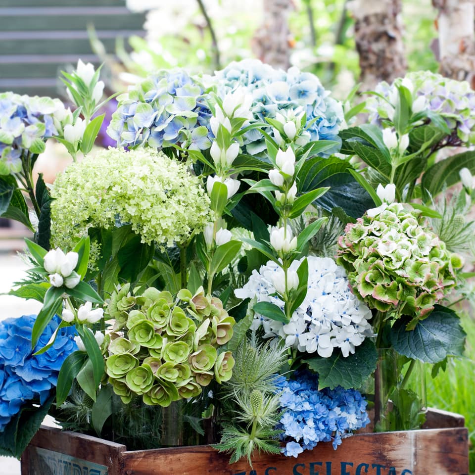 Hydrangea_Pflanzenfreude.de
