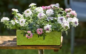 Verbena