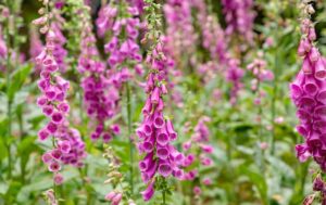 Digitalis