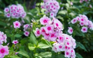 Phlox