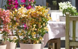 Bougainvillea