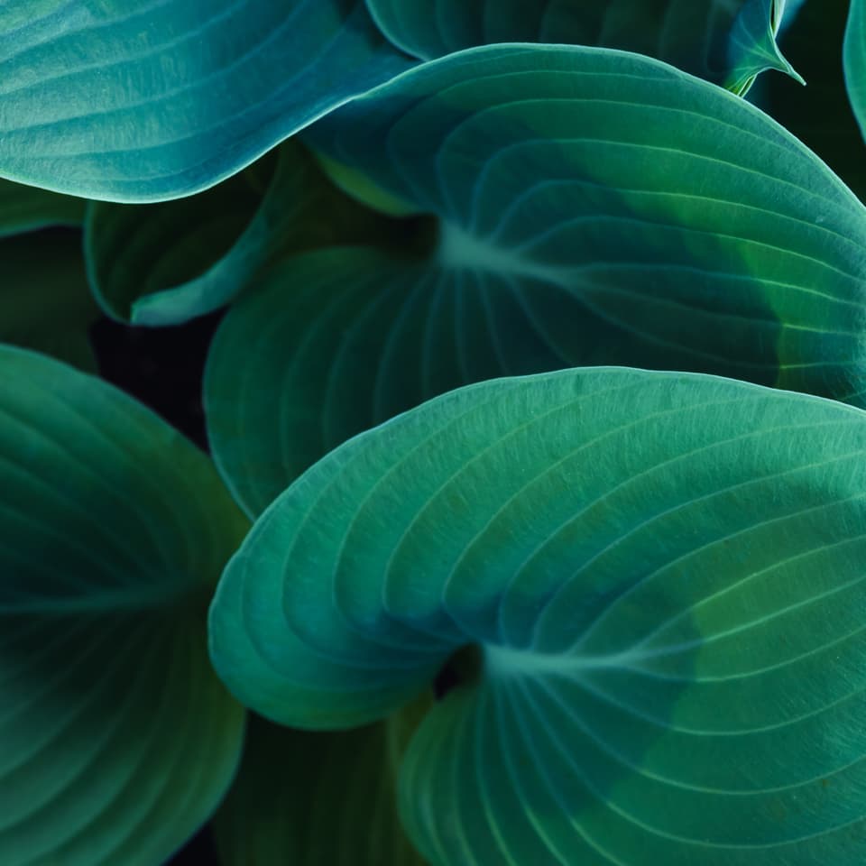 Hosta_unsplash