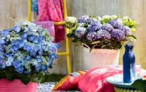 Hydrangea