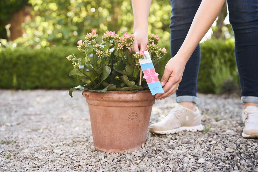 SOE Bodensee Kalanchoe