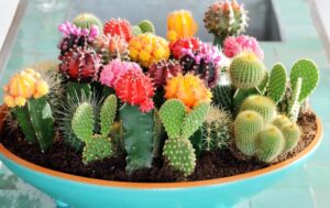 Gymnocalycium
