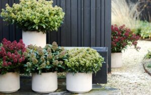 Skimmia