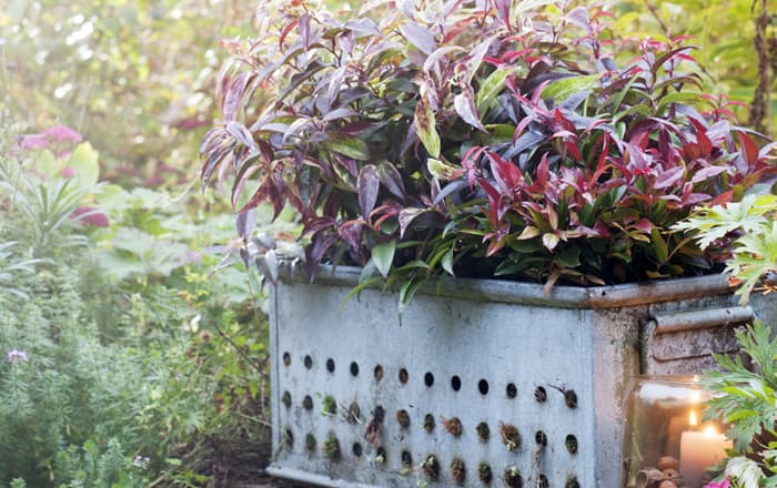 Leucothoe