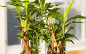 Elettaria cardamomum