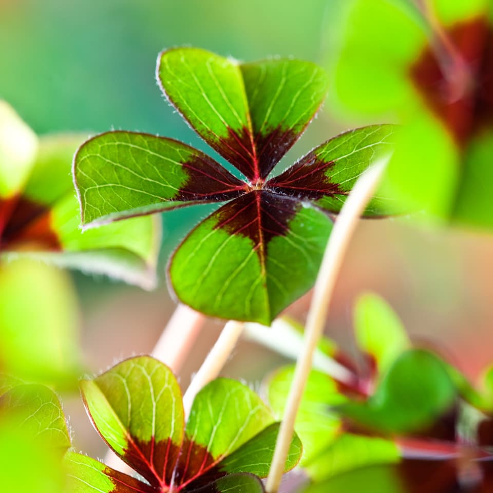 Oxalis_Nailia_Schwarz Oxalis_Nailia_Schwarz