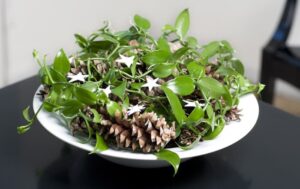 Vanilla planifolia