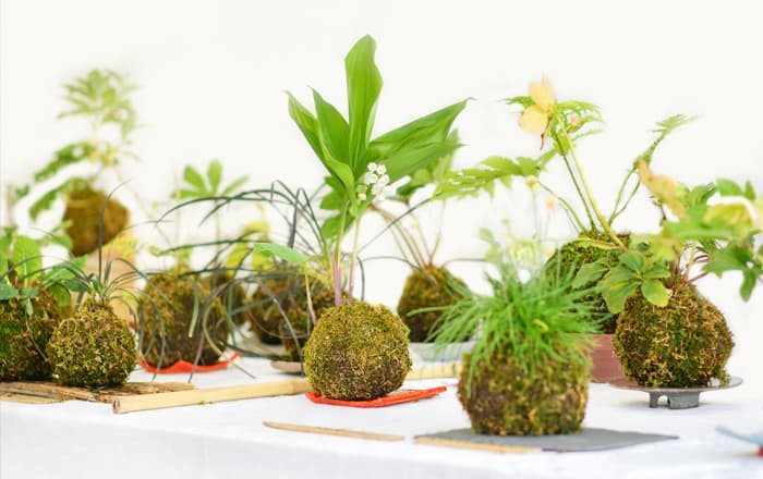 Kokedama