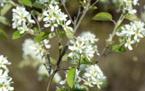 Amelanchier