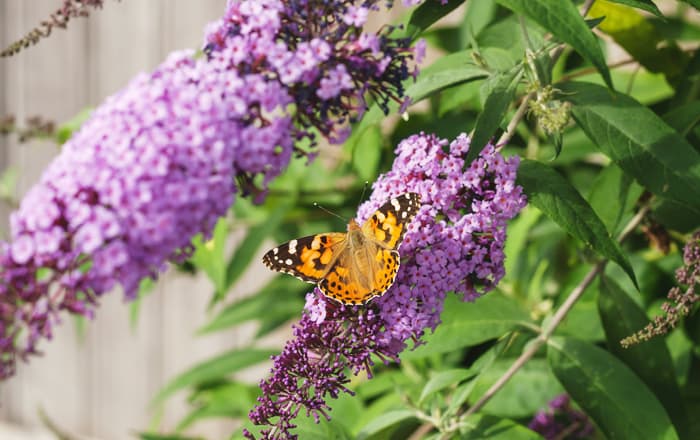 Buddleja